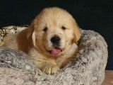 À vendre : 5 chiots Golden Retrievers LOF