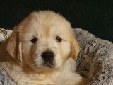 À vendre : 5 chiots Golden Retrievers LOF