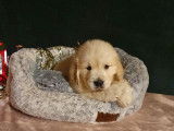 À vendre : 5 chiots Golden Retrievers LOF