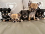5 chiots Chihuahuas &agrave; r&eacute;server