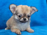 5 chiots Chihuahuas &agrave; r&eacute;server