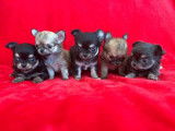 5 chiots Chihuahuas &agrave; r&eacute;server
