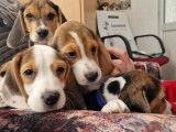 Chiots Beagle tricolores &agrave; vendre
