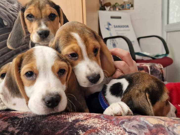 Chiots Beagle tricolores à vendre