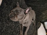Femelle Bouledogue Français bleu pour saillie