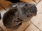 Femelle Bouledogue Français bleu pour saillie