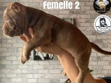Chiots American Bully pocket à réserver