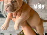 Chiots American Bully pocket à réserver