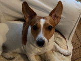 Oxy, Jack Russel LOF disponible pour saillie