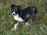 Très beaux chiots Border Collie LOF à vendre