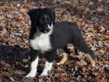 Très beaux chiots Border Collie LOF à vendre