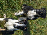 Très beaux chiots Border Collie LOF à vendre