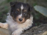 À réserver : un chiot Berger des Shetland tricolore LOF