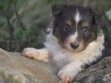 À réserver : un chiot Berger des Shetland tricolore LOF