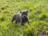 À réserver : 9 chiots Staffies LOF bleus