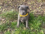 À réserver : 9 chiots Staffies LOF bleus