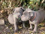 À réserver : 9 chiots Staffies LOF bleus