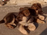 2 chiots mâles Bergers Allemands LOF disponibles à l'achat