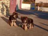 2 chiots mâles Bergers Allemands LOF disponibles à l'achat