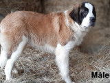 2 chiots Saint-Bernard non LOF tricolore à acheter