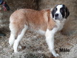 2 chiots Saint-Bernard non LOF tricolore à acheter