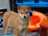 Des chiots Shiba Inus LOF à acheter