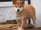 Des chiots Shiba Inus LOF à acheter