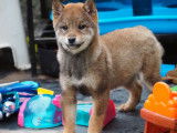Des chiots Shiba Inus LOF à acheter