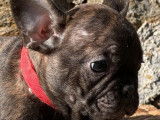 Chiots Bouledogues Fran&ccedil;ais LOF