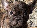 Chiots Bouledogues Fran&ccedil;ais LOF