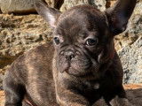 Chiots Bouledogues Fran&ccedil;ais LOF