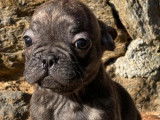 Chiots Bouledogues Fran&ccedil;ais LOF