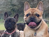 Chiots Bouledogues Fran&ccedil;ais LOF