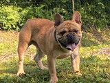 Chiots Bouledogues Fran&ccedil;ais LOF