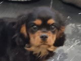 Disponible un chiot Cavalier King Charles mâle LOF noir et feu