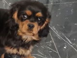 Disponible un chiot Cavalier King Charles mâle LOF noir et feu