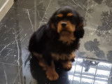 Disponible un chiot Cavalier King Charles mâle LOF noir et feu