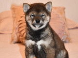 5 chiots Shiba Inus LOF au pelage sésame disponibles à l'achat