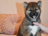 5 chiots Shiba Inus LOF au pelage sésame disponibles à l'achat