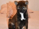 5 chiots Shiba Inus LOF au pelage sésame disponibles à l'achat