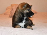 5 chiots Shiba Inus LOF au pelage sésame disponibles à l'achat
