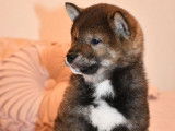 5 chiots Shiba Inus LOF au pelage sésame disponibles à l'achat