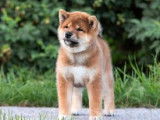 5 chiots Shiba Inus LOF au pelage sésame disponibles à l'achat