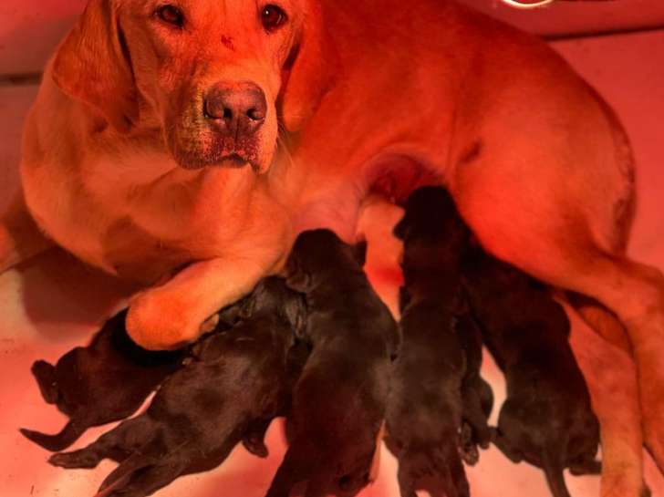 Réservation de 6 chiots Labradors mâles (LOF)