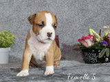 8 chiots American Staffordshire Terriers (LOF) à réserver