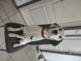 Mâle dalmatien pour sallie