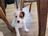 À vendre : chiots Jack Russells LOF