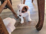 À vendre : chiots Jack Russells LOF