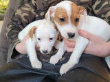 À vendre : chiots Jack Russells LOF