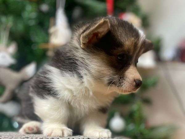 Pembroke Tricolor Galês Corgi Senta-se Em Madeiras Em Folhas De